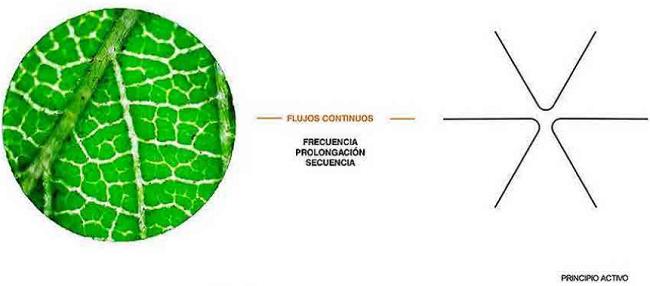 Exploraci&oacute;n de la estructura b&aacute;sica de la especie. (Elaboraci&oacute;n propia).