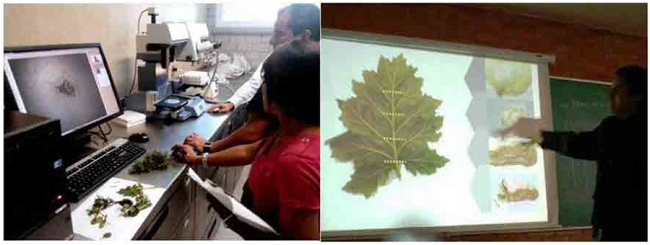 Exploraci&oacute;n de la muestra a trav&eacute;s de la disecci&oacute;n y an&aacute;lisis microsc&oacute;pico. (Elaboraci&oacute;n propia).