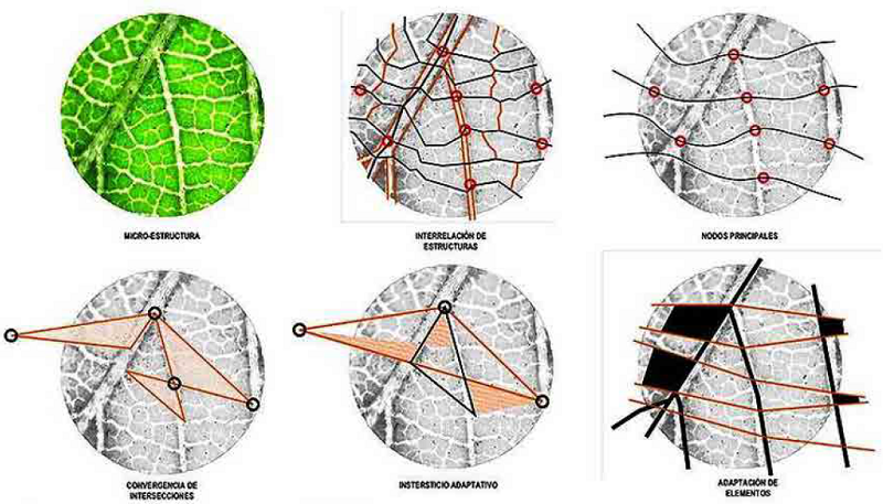 Esquematizaci&oacute;n de la especie. (Elaboraci&oacute;n propia).
