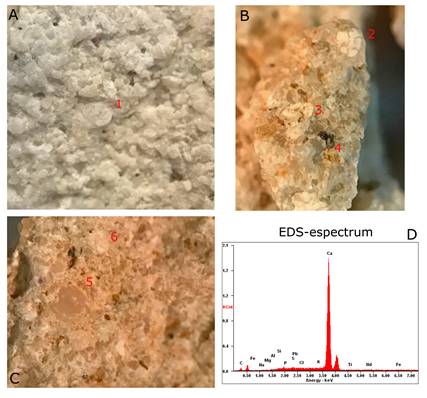 Microfotograf&iacute;as/ espectrograf&iacute;a de las muestras petrol&oacute;gicas analizadas. Los n&uacute;meros rojos se&ntilde;alan los microf&oacute;siles incluidos en la roca detr&iacute;tica: n&uacute;meros 1, 6 y 7 son Asterigerina cf. carinata. N&uacute;meros 2 y 3 son Ammonia o Elphidium. N&uacute;mero 4 y 8, fragmentos de metales pesados (naturales) del conglomerado. N&uacute;mero 5: Amphistegina cf. gibosa. N&oacute;tese la porosidad y poca cementaci&oacute;n.
