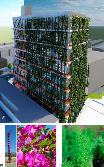 A) Edificio, B) Boungainvillea glabra, C) Esp&aacute;rragos trepadores.