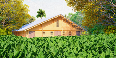 Propuesta del uso del bamb� en componentes de paredes y estructura del techo de una casa de tabaco para la reconstrucci�n pos- desastre. 