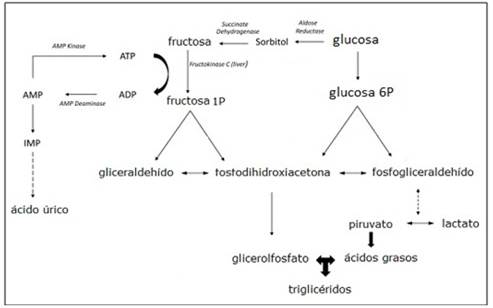 Integración metabólica entre fructuosa, glucosa y vía poliol. Fuente: losautores