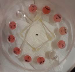 Maniqu&iacute; utilizado.