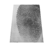 Imagen perteneciente al grupo de impresiones FVC2004 DB2 A.