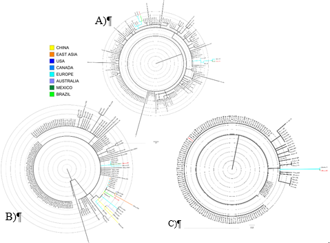 Árboles máximo verosímiles obtenidos en IQ-TREE para el conjunto de secuencias empleado en (Forster, Forster et al., 2020) a partir de A) todo el genoma, B) la subregión ORF1a y C) la subregión N.