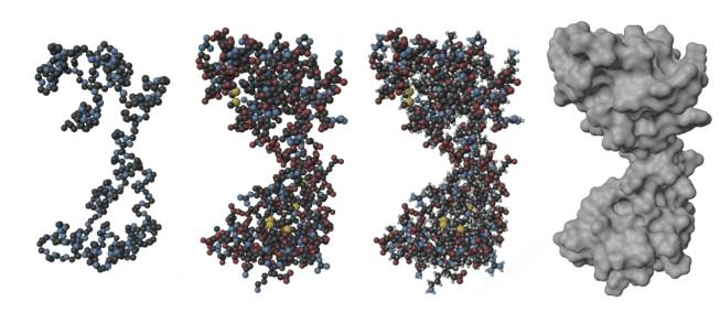 Proteína CaM en el espacio 3D. Cadena principal → + Cadenas laterales → + Hidrógenos (solo en caso ser importados) → Superficie de la proteína.