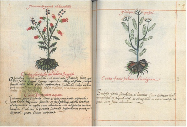 Libellus de medicinalibus indorum herbis ,fs. 23v. y 24r. (Del Pozo, 1996).