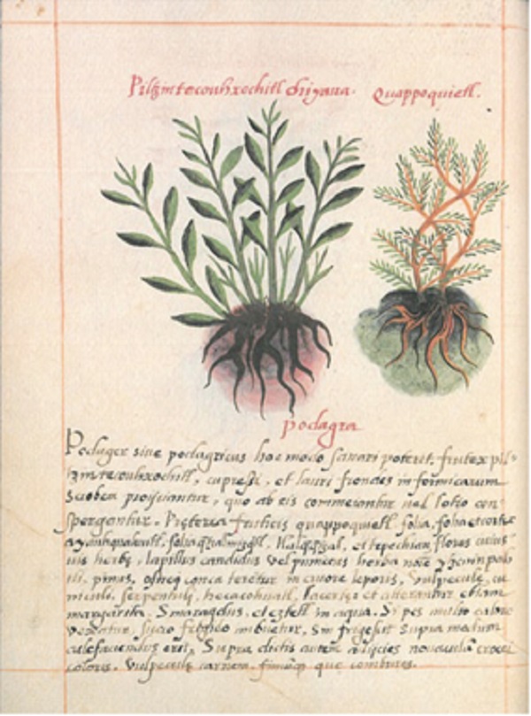 Libellus de medicinalibus indorum herbis, f. 35v. (Del Pozo, 1996).