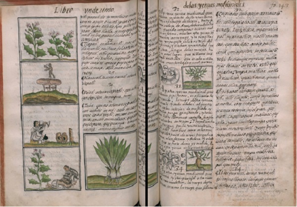 Historia general de las cosas de Nueva Espa&ntilde;a, Libro XI, f. 141v. (Sahag&uacute;n, 1577).