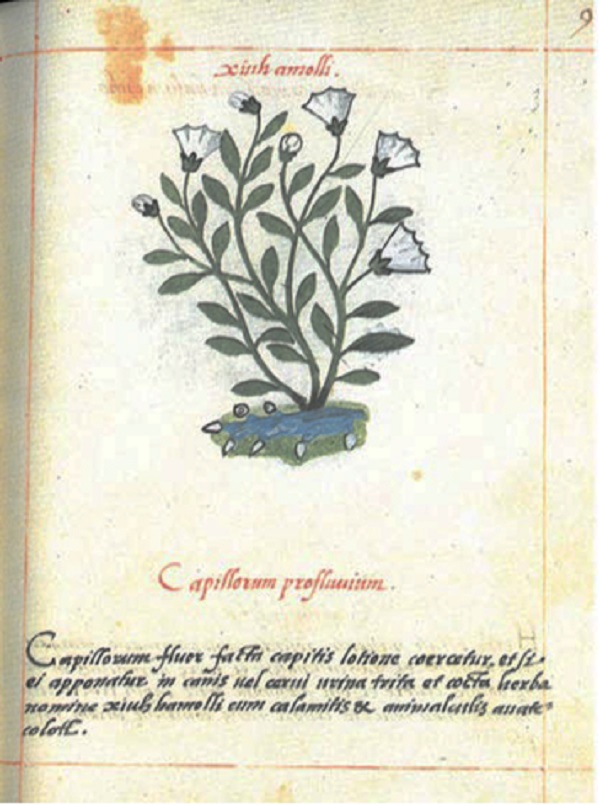 Libellus de medicinalibus indorum herbis, f. 9r. (Del Pozo, 1996).