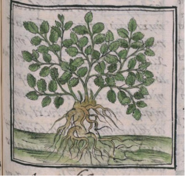 Historia general de las cosas de Nueva Espa&ntilde;a, Libro XI, f. 152r. (Sahag&uacute;n, 1577).