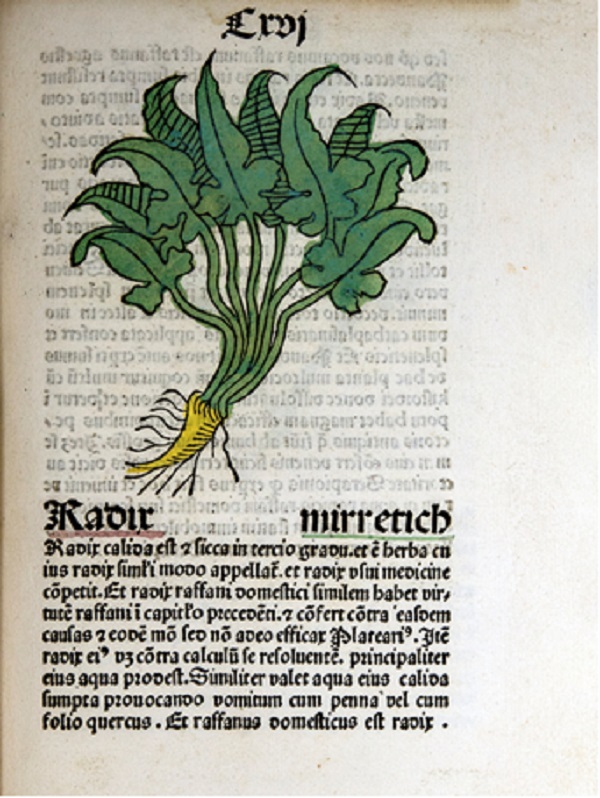 Herbarius Latinus, f. 37. (Sch&ouml;ffer [1484], en North, 2015).
