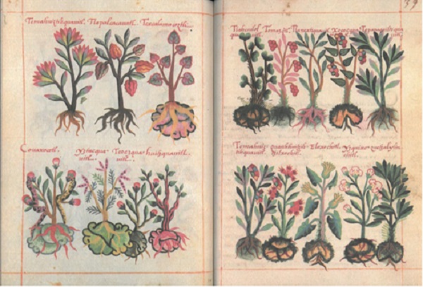 Libellus de medicinalibus indorum herbis, fs 38v. y 39r. (Del Pozo, 1996).