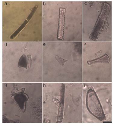 Elementos fitol�ticos de gran tama�o presentes en todos los perfiles analizados: a) elemento prism�tico de contorno liso; b-c) elementos prism�ticos de contorno ondulado y aserrado; d-e) elemento aguzado; f) cono truncado; g) fitolito flabelado; h) elemento de conducci�n; i) Diatomea. Escala gr�fica en (o) v�lida para todas: 20μm.