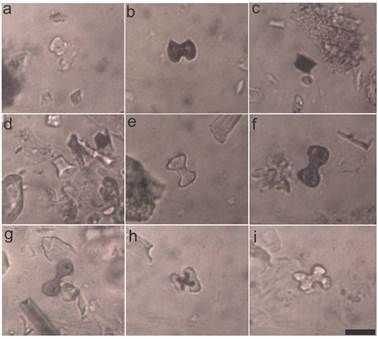 Fitolitos diagn�sticos presentes en el perfil SW. a-c) silla de montar; d) cono truncado; e-g) bilobados; h- i) fitolito en forma de cruz .Escala gr�fica en (o) v�lida para todas: 20μm.