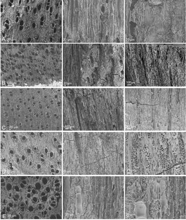 Im�genes de MEB de carbones arqueol�gicos hallados en el sitio de Ibat�n. A) Citrus aurantium L. (CT, CLT y CTR); B) Neltuma sp. (CT, CLT y CTR); C) Geoffroea decorticans (CT, CLT y CTR); D) Anadenanthera colubrina (CT y CLT) y E) Neltuma alba (CT, CLT y CTR).