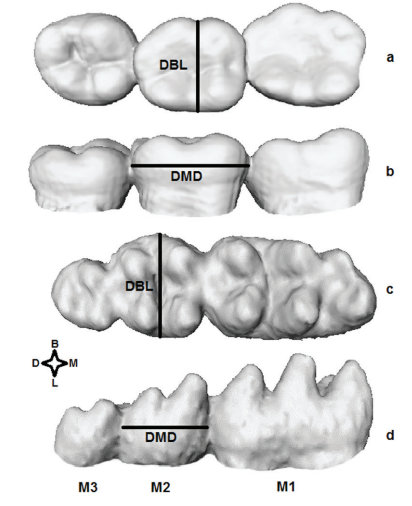 Molares 1, 2 y 3 de la hemimand&iacute;bula izquierda correspondientes a humanos en vista
oclusal (a) y vista lingual (b); y a Mus musculus en vista oclusal (c) y
vista lingual (d). DBL:di&aacute;metro bucolingual; DMD:di&aacute;metro mesiodistal