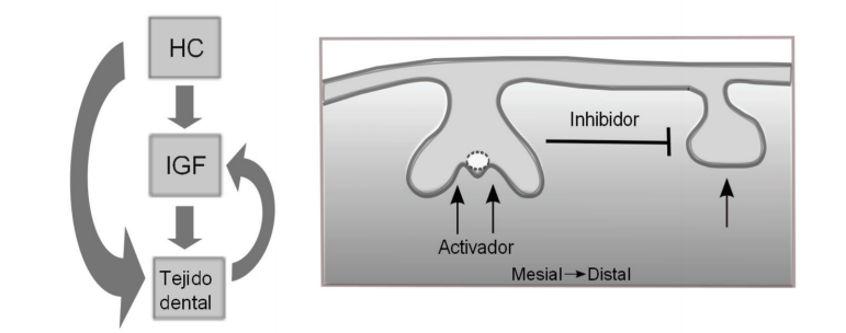 Esquema de los factores
sist&eacute;micos y locales que influyen sobre el desarrollo dental. El panel de la
izquierda representa la acci&oacute;n de la hormona de (HC) sobre los tejidos
dentales, tanto de forma directa como mediada por los factores insul&iacute;nicos de crecimiento (IGF). El panel de la derecha
representa el efecto inhibidor que ejercen los molares anteriores sobre los
posteriores, as&iacute; como el efecto activador del tejido circundante (de acuerdo a
la propuesta del modelo de cascada inhibitoria, Kavanagh
et al., 2007). L&iacute;neas punteadas:centro
del esmalte