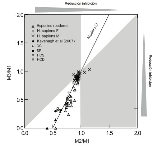 Proporciones molares de
las poblaciones humanas (H. sapiens F:femenino;
M:masculino) y de las muestras de roedores con alteraciones en la dieta y la
hormona de crecimiento. Con fines comparativos se incluyeron 29 especies de roedores
y los datos experimentales obtenidos por Kavanagh et
al. (2007). La l&iacute;nea representa la relaci&oacute;n entre proporciones molares
predichas por el modelo de cascada inhibitoria (CI), con pendiente=2, e
intercepto=-1. Grupos:DC
(dieta control); SP (subnutrici&oacute;n proteica); HCS (hormona de crecimiento
suficiente); HCD (hormona de crecimiento deficiente). La regi&oacute;n en blanco es
consistente con lo esperado seg&uacute;n el modelo CI