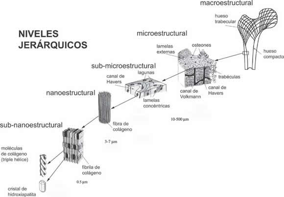  Diferentes niveles jer&aacute;rquicos de la estructura &oacute;sea (modificado a partir de Rogel et al., 2008).