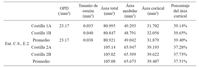 Medidas histol&oacute;gicas, correspondientes al Entierro 2 de la C&aacute;mara Sur. Dzibanch&eacute;, M&eacute;xico