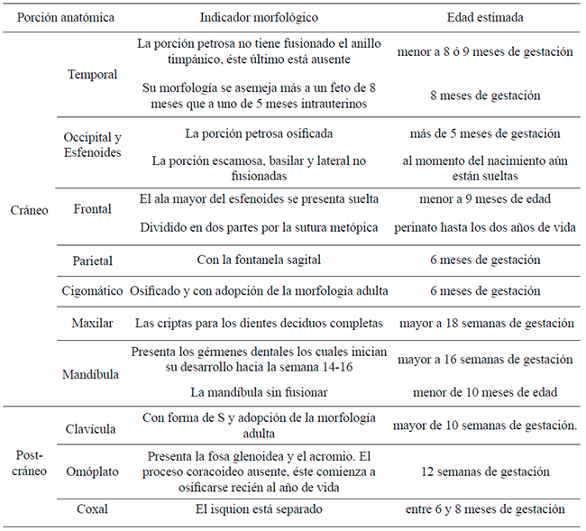 Indicadores morfol&oacute;gicos para la estimaci&oacute;n de la edad observados en los esqueletos (seg&uacute;n Scheuer y Black, 2000)