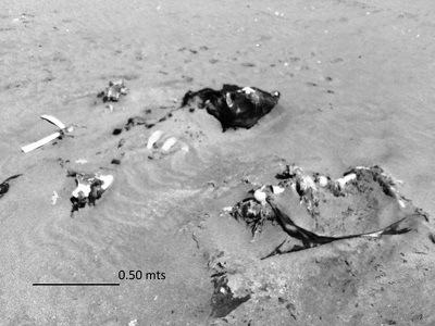 Ejemplar de Equus caballus (MP1).