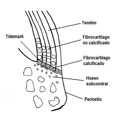 Zonas tisulares de una entesis FC