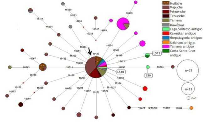 Red de haplotipos del linaje C1 según la HVR I