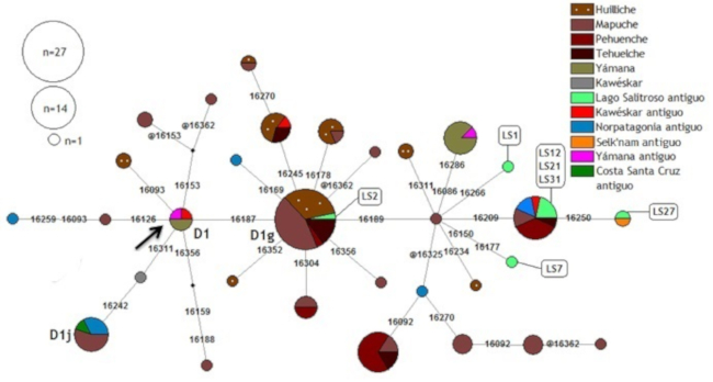 Red de haplotipos del linaje D1 según la HVR I