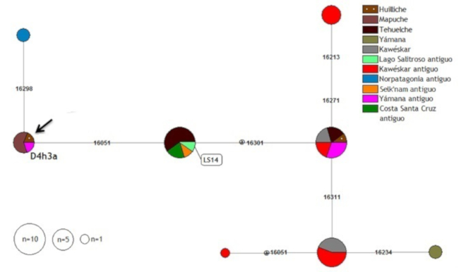 Red de haplotipos del linaje D4h3a según la HVR I