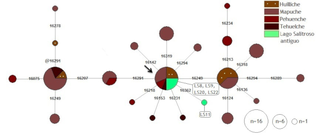 Red de haplotipos del linaje B2 según la HVR I