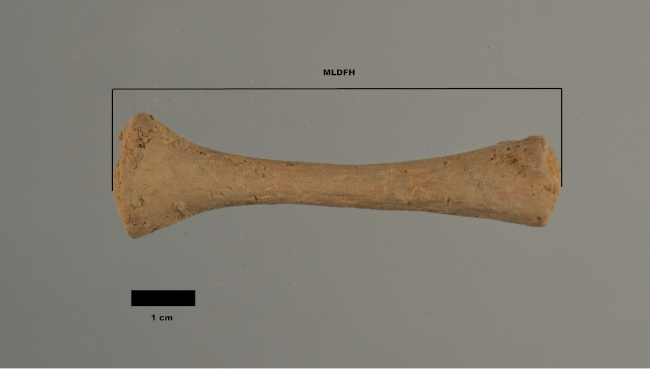Maximum length of the diaphysis of the fetal humerus (MLDFH)
