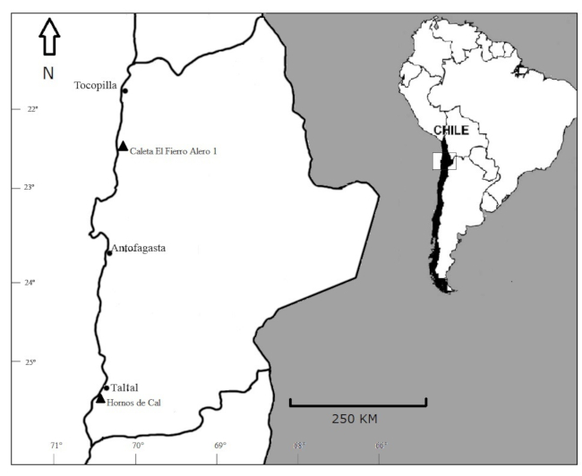 Descripción gráfica de los cuatro tipos propuestos por Castellvi et al. (1984)