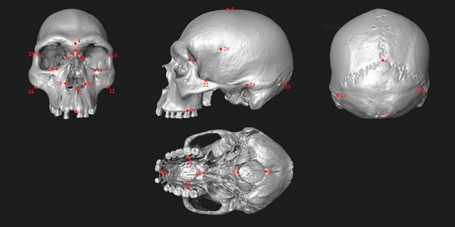 Plantilla de puntos hom&oacute;logos utilizados para el an&aacute;lisis sobre el cr&aacute;neo del individuo Las Mand&iacute;bulas en cuatro vistas: frontal, lateral izquierdo, posterior y basal.