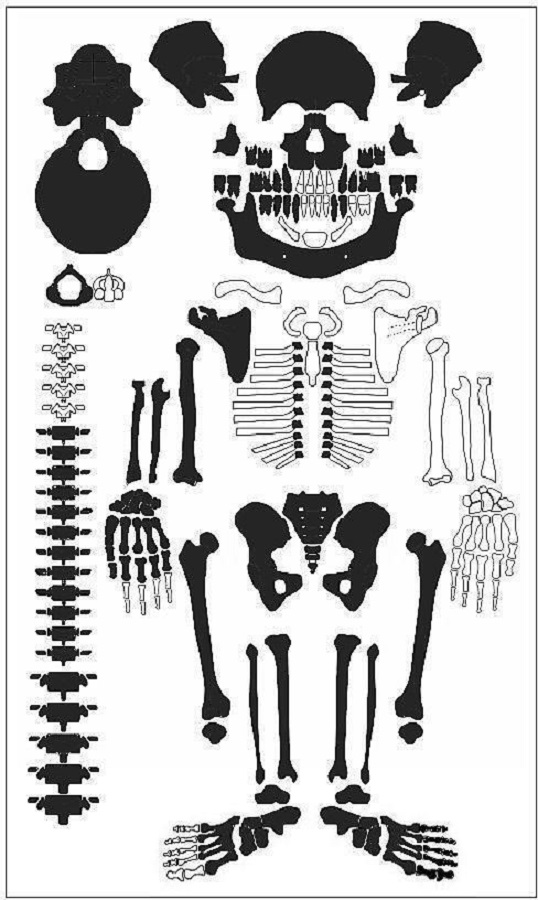 Esquema de huesos presentes en el esqueleto bajo estudio.