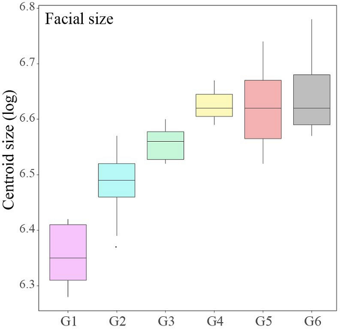 Boxplots of facial centroid size. Age groups: G1 (up to 4.4 years-old); G2 (from 4.5 to 10.4 years-old); G3 (from 10.5 to 14.4 years-old); G4 (from 14.5 to 18 years-old); G5 (20 to 34 years-old); G6 (35 to 49 years-old).