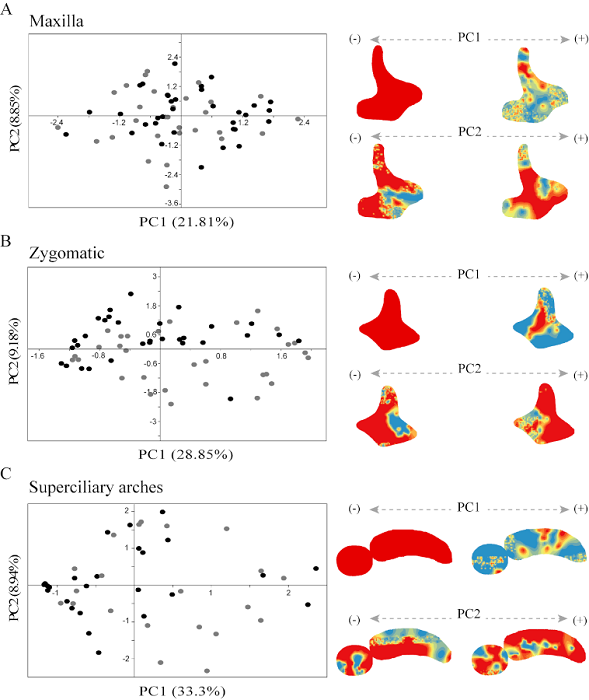 Principal component analysis of bone remodeling data. The bone remodeling maps correspond to the extremes of the PC1 axis. References: bone formation is in red and bone resorption is in blue. The colored dots represent subadults (black) and adults (gray) individuals.