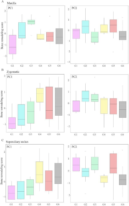 Boxplot of the bone remodeling scores from PC1 and PC2 for the maxilla (A), the zygomatic (B), and the superciliary arches (C). None of the differences were significant except in the maxilla between G1/G2 (t=-2.57, p< 0.05) and G3/G4 (t=2.78, p<0.05). The references for age groups are in Fig. 2 and Table 1. 