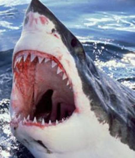 Gran tiburón blanco en su hábitat natural.