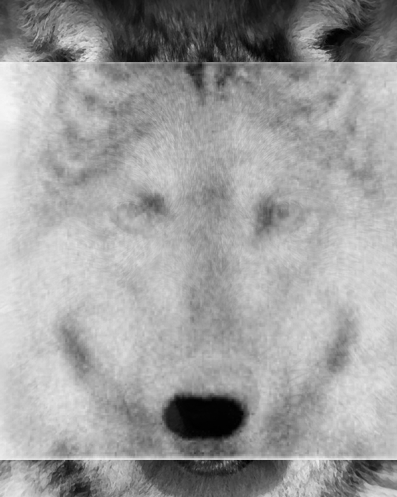 Imagen fusionada entre la gammagrafía ósea con 99mTc-MDP y la imagen de la cara de un lobo.