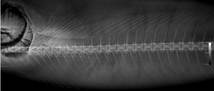 Radiograf�a de pescado &ldquo;bonito del norte&rdquo; que evidencia la morfolog�a bic�ncava de los cuerpos vertebrales (archivo original del Centro Radiol�gico DMI, Chiclayo, Per�).