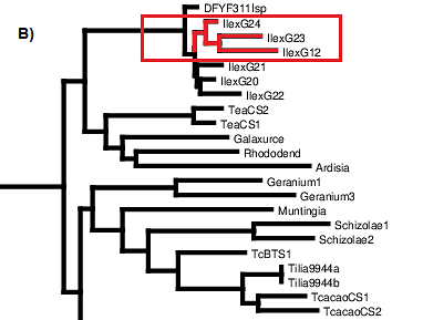 A)Phylogenetic tree showing the distribution of SABATH genes in yerba mate compared with plants of productive interest that produce different xanthine alkaloids. The blue boxshows CS SABATH enzymes species.B)Characterized CS (Caffeine Synthase) genes of different species for comparison. The redbox shows the sequences of YM IlexG12, IlexG23 and IlexG24 that presented an incomplete amino acid sequence.