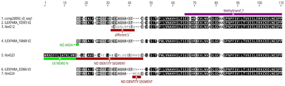 Bioinformatic analysis of the genomic sequences IlexG12, IlexG23 and IlexG24 candidates for caffeine synthases according to the phylogenetic tree made. Comparisons of the original sequences (V1) with the predicted expressed ones (V2) showing missing or non-homologous sequence segments defined as pseudogenes are shown.