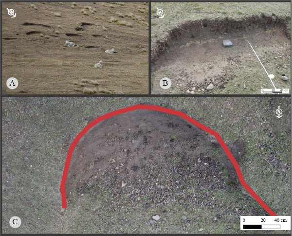 A) Ladera de solana utilizada por el ganado como zona de resguardo y descanso. N&oacute;tese la escasa cobertura de matas de Festuca gracillima por efectos del pastoreo; B) Hoyada provocada por efectos del ganado, en la escarpa de erosi&oacute;n se observa el escaso espesor de suelo desarrollado sobre la roca de base meteorizada y la presencia de derrubios dispersos; C) Hoyada desde una vista superior.