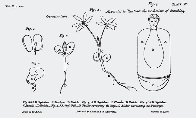 Estampa sobre germinação e respiração ( Marcet, 1817, v.1, prancha XV).