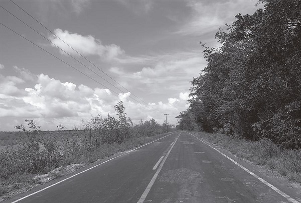 Floresta de manguezal em Bragan&ccedil;a, &agrave;s margens da PA-458 (Foto: M&aacute;rcio Couto Henrique, 2015)