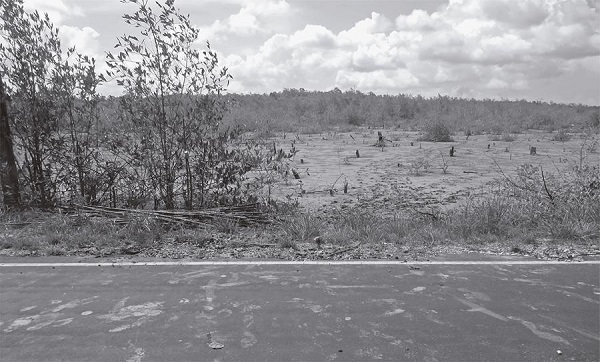 &Aacute;rea de manguezal atingida pelo aterramento, &agrave;s margens da PA-458 (Foto: M&aacute;rcio Couto Henrique, 2015)
