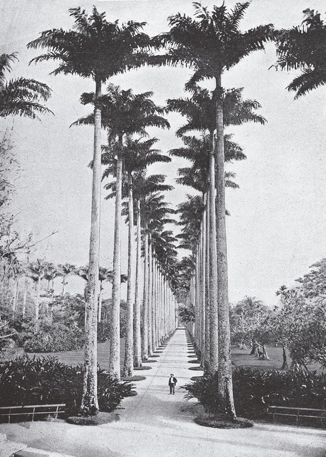 : Marc Ferrez, “Allée des palmiers au Jardin Botanique”, Album de vues du Brésil (Rio Branco, 1889); impresso (Coleção Thereza Christina Maria, Biblioteca Nacional)